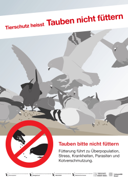 Tierschutz heisst: Tauben nicht füttern