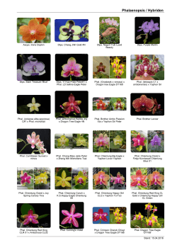 Phalaenopsis / Hybriden
