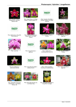 Phalaenopsis / Hybriden / Jungpflanzen