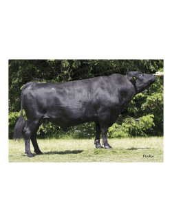 Hier - Wagyu Genetik