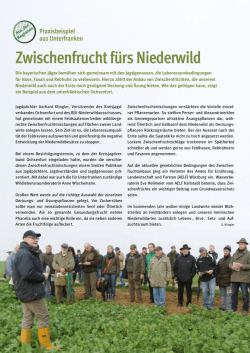 Zwischenfrucht f&uuml;rs Niederwild