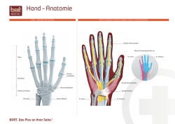 Hand &ndash; Anatomie