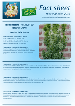 Taxus baccata `Her2009T03` (SNOW LADY)