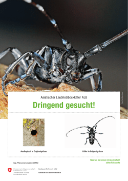 Dringend gesucht! Asiatischer Laubholzbockk&auml;fer ALB