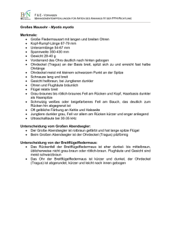 Gro&szlig;es Mausohr - Internethandbuch zu den Arten der FFH