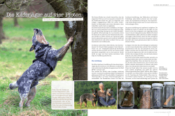 Die Käferjäger auf vier Pfoten - Silverbarn Australian Cattle Dogs