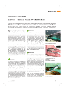 Der Stör - Fisch des Jahres 2014: Ein Portrait