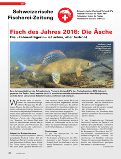 Fisch des Jahres 2016: Die Äsche