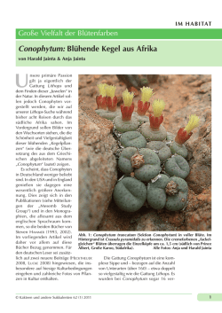 Conophytum: Blühende Kegel aus Afrika