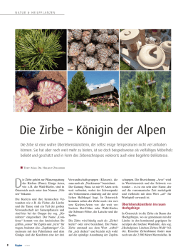 Die Zirbe &ndash; K&ouml;nigin der Alpen