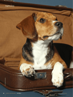 Jagdhunde - Wild und Hund