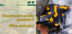 Feuersalamander gesehen? Bitte melden!