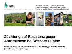 Züchtung auf Resistenz gegen Anthraknose bei Weisser Lupine