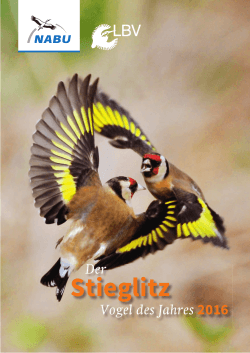 Der Stieglitz – Vogel des Jahres 2016