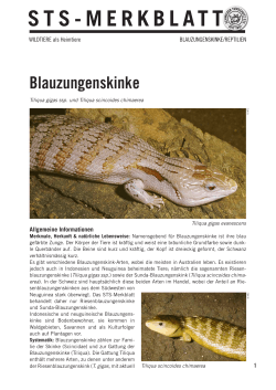 Blauzungenskinke - Schweizer Tierschutz STS
