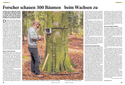 Forscher schauen 300 Bäumen beim Wachsen zu