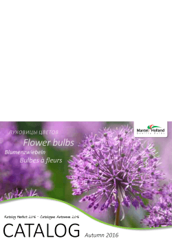Flower bulbs - Mantel Holland