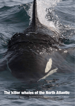 The killer whales of the North Atlantic