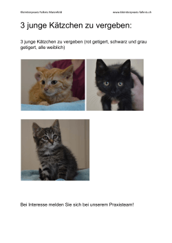 3 junge Kätzchen zu vergeben - Kleintierpraxis Falknis Maienfeld