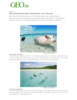 Die schwimmenden Schweine von Exuma