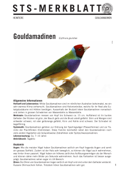 Gouldamadinen - Schweizer Tierschutz STS