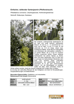 Einfacher, duftender Gartenjasmin (Pfeifenstrauch)