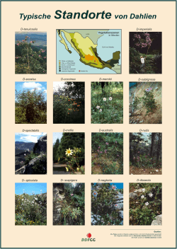 Vegetationszonen in Mexiko - Dahlien