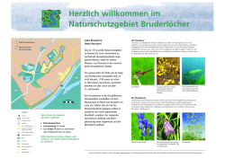 Flyer Naturschutzgebiet Bruderlöcher - Schatzinsel Kühkopf