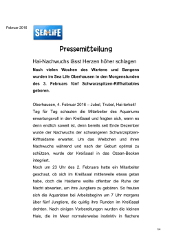 Hai-Nachwuchs l&auml;sst Herzen h&ouml;her schlagen