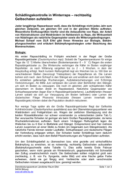 Schädlingskontrolle in Winterraps – rechtzeitig Gelbschalen aufstellen