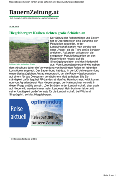 Hiegelsberger Kr&auml;hen richten gro&szlig;e Sch&auml;den an www
