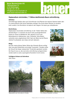 Heptacodium micinioides / 7-S&ouml;hne-desHimmels