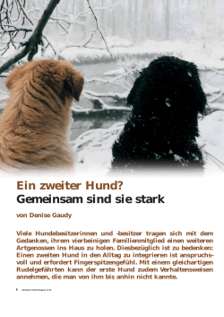 Ein zweiter Hund? Gemeinsam sind sie stark
