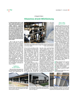 Hitzestress drückt Milchleistung - Landwirtschaftskammer Schleswig