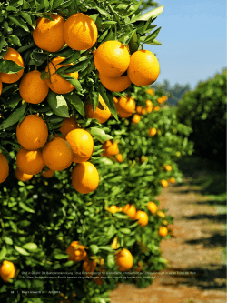 Gelber Drache im Orangenhain