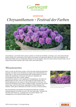 Chrysanthemen – Festival der Farben