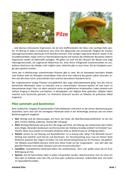Pilze sammeln und bestimmen