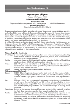 Hydnocystis piligera