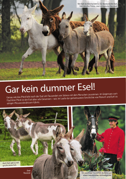 Gar kein dummer Esel! - Reiter und Pferde in Westfalen