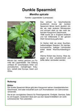 Dunkle Spearmint - P&auml;dagogische Hochschule Karlsruhe
