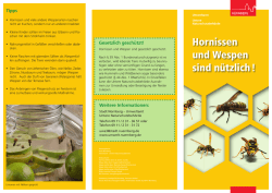 Flyer Hornissen und Wespen sind nützlich 2015