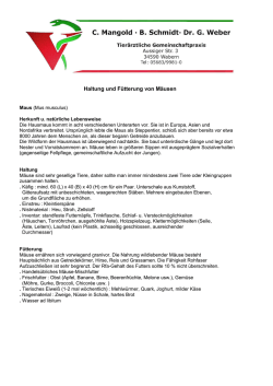 Haltung - F Maus