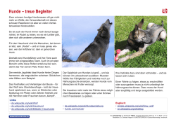 Hunde – treue Begleiter