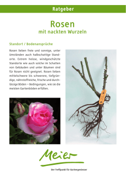 Rosen - Garten