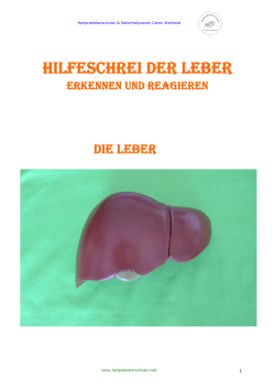 Die Leber - HeilpraktikerSchulen.net