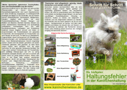 Haltungsfehler - Kaninchenwiese