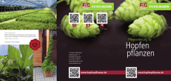 Hopfen pflanzen - 1A Garten Eickelmann