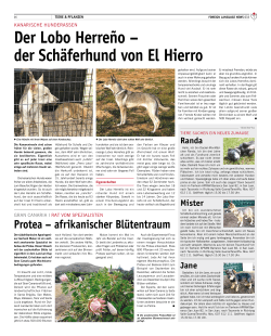 Der Lobo Herreño – der Schäferhund von El Hierro