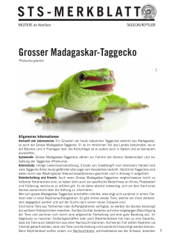 Grosser Madagaskar-Taggecko