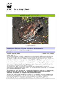 Knoblauchkröte - Pelobates fuscus